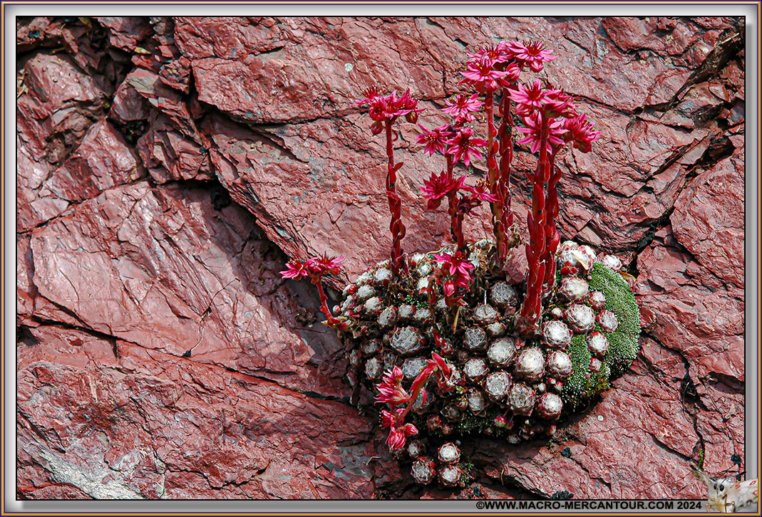 Joubarbes des montagnes